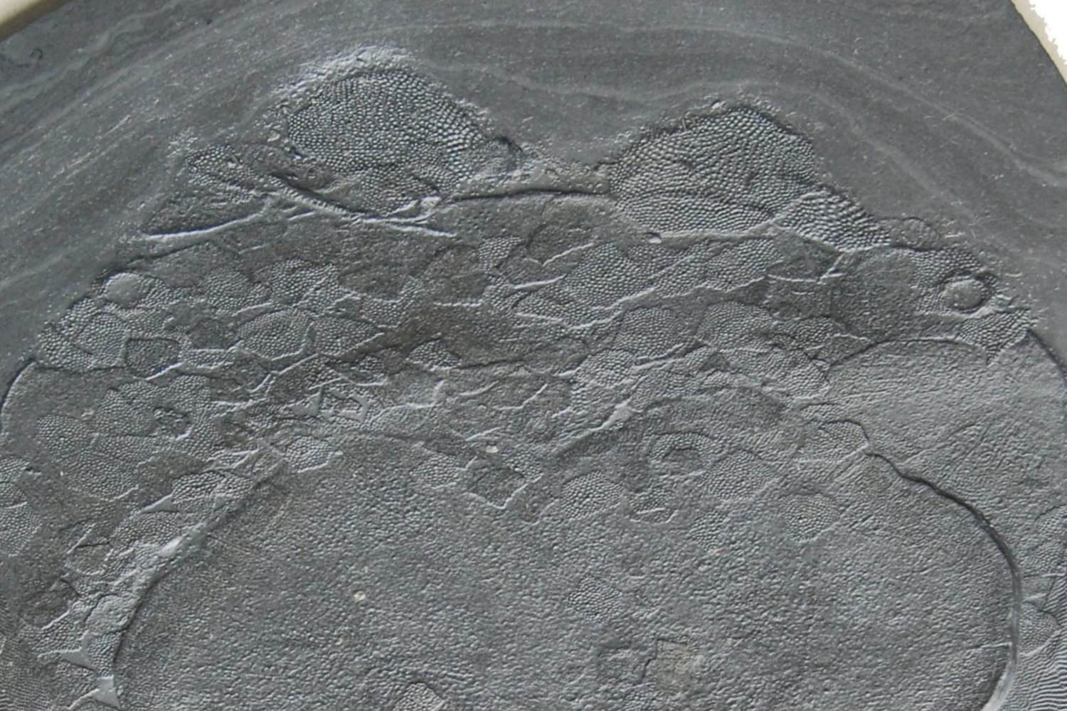 Drepanaspis_gemuendensis_Bundenbach_Detail