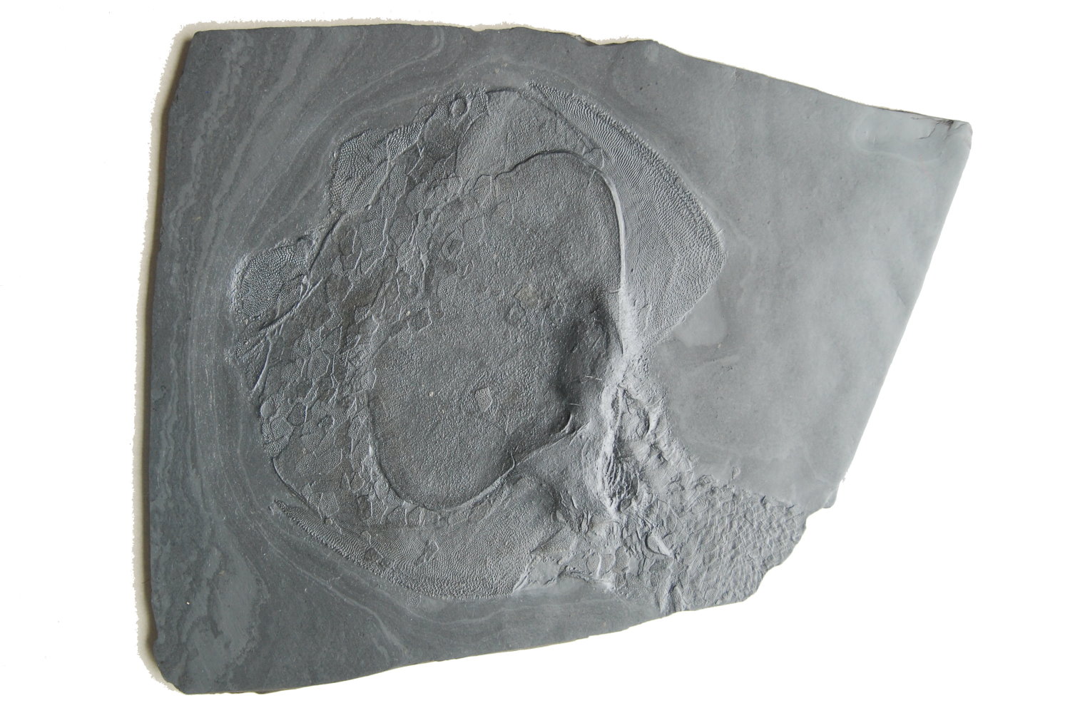 Drepanaspis_gemuendensis_Bundenbach