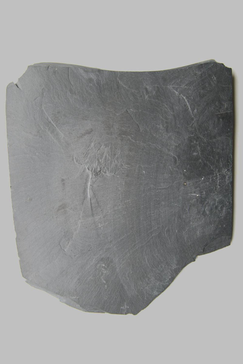 Rhadinocrinus dactylus, Bundenbach