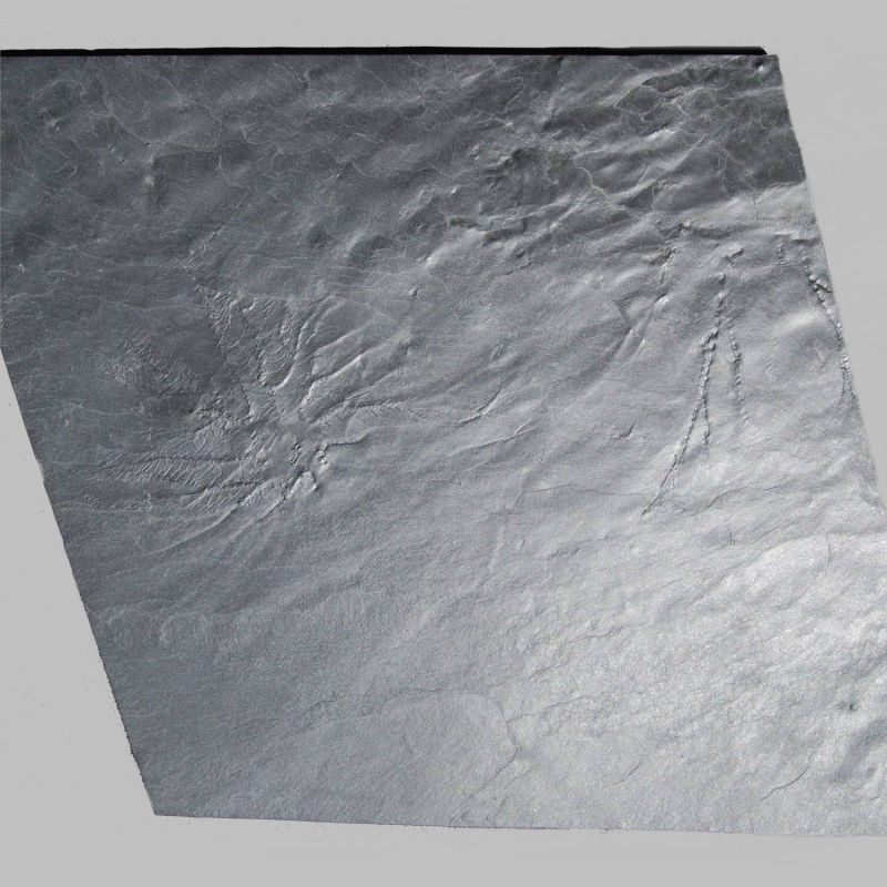 Hapalocrinus sp., Gastrocrinus giganteus; Bundenbach