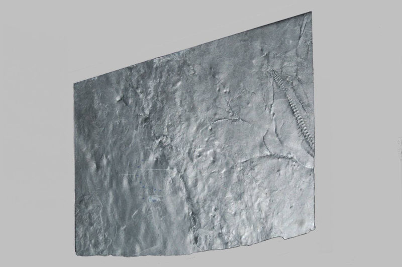 Gastrocrinus giganteus, Bundenbach