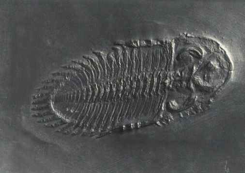 Asteropyghe punctata, Bundenbach