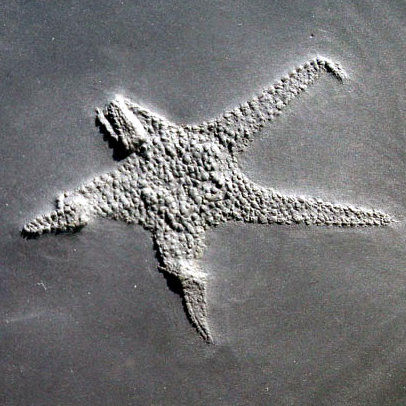 Baliactis, Bundenbach