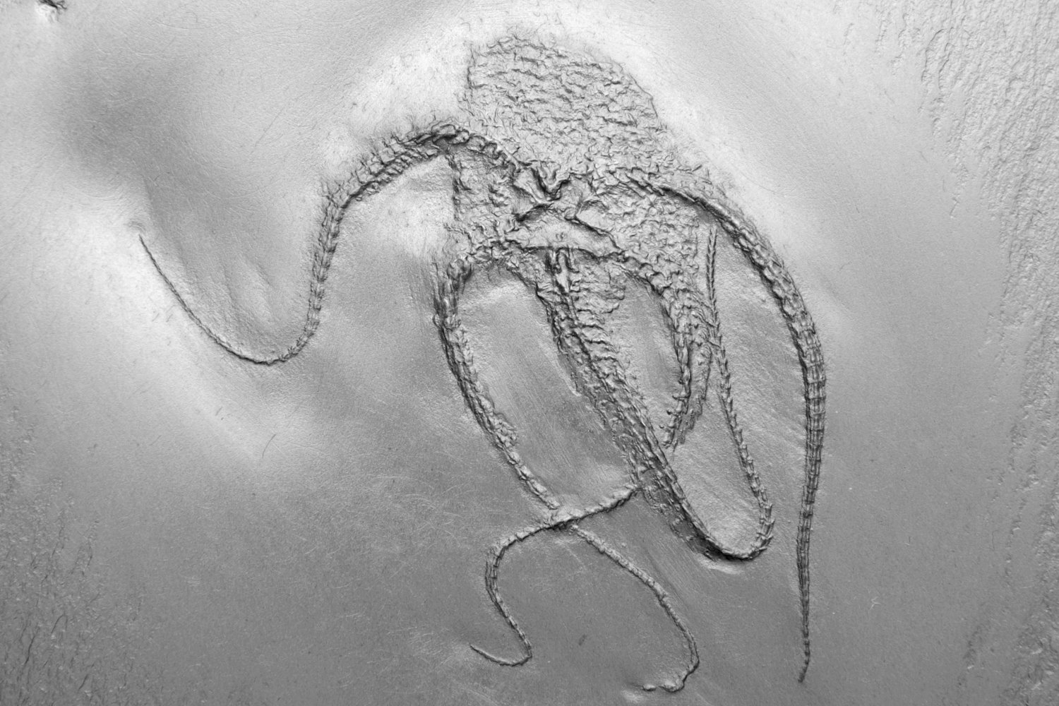 Bundenbachia benecki_Bundenbach_Detail