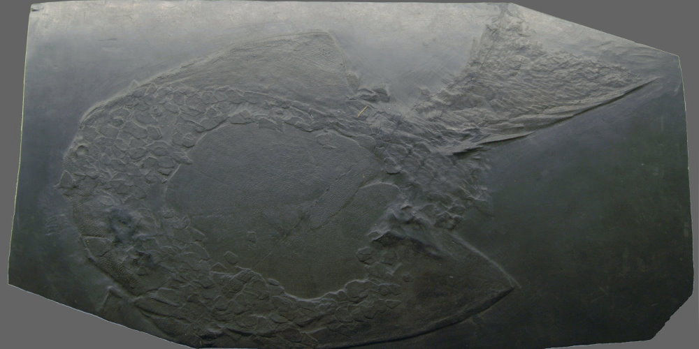 Bundenbach_Drepanaspis_gemuendensis