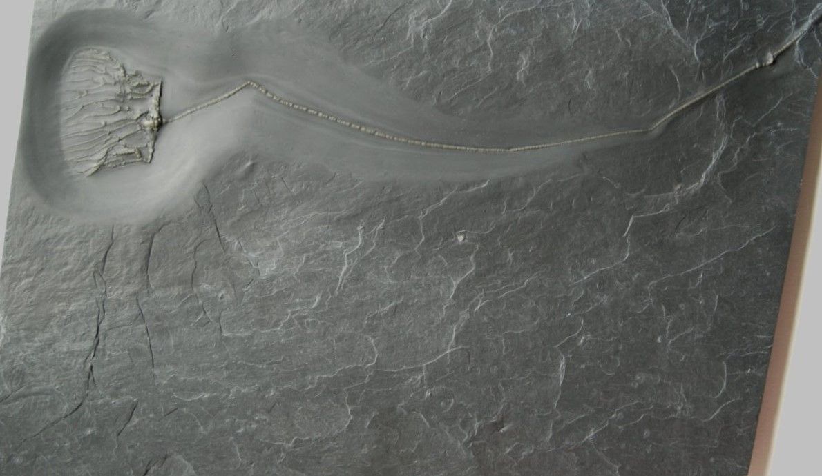 Taxocrinus_Bundenbach Taxocrinus_Bundenbach