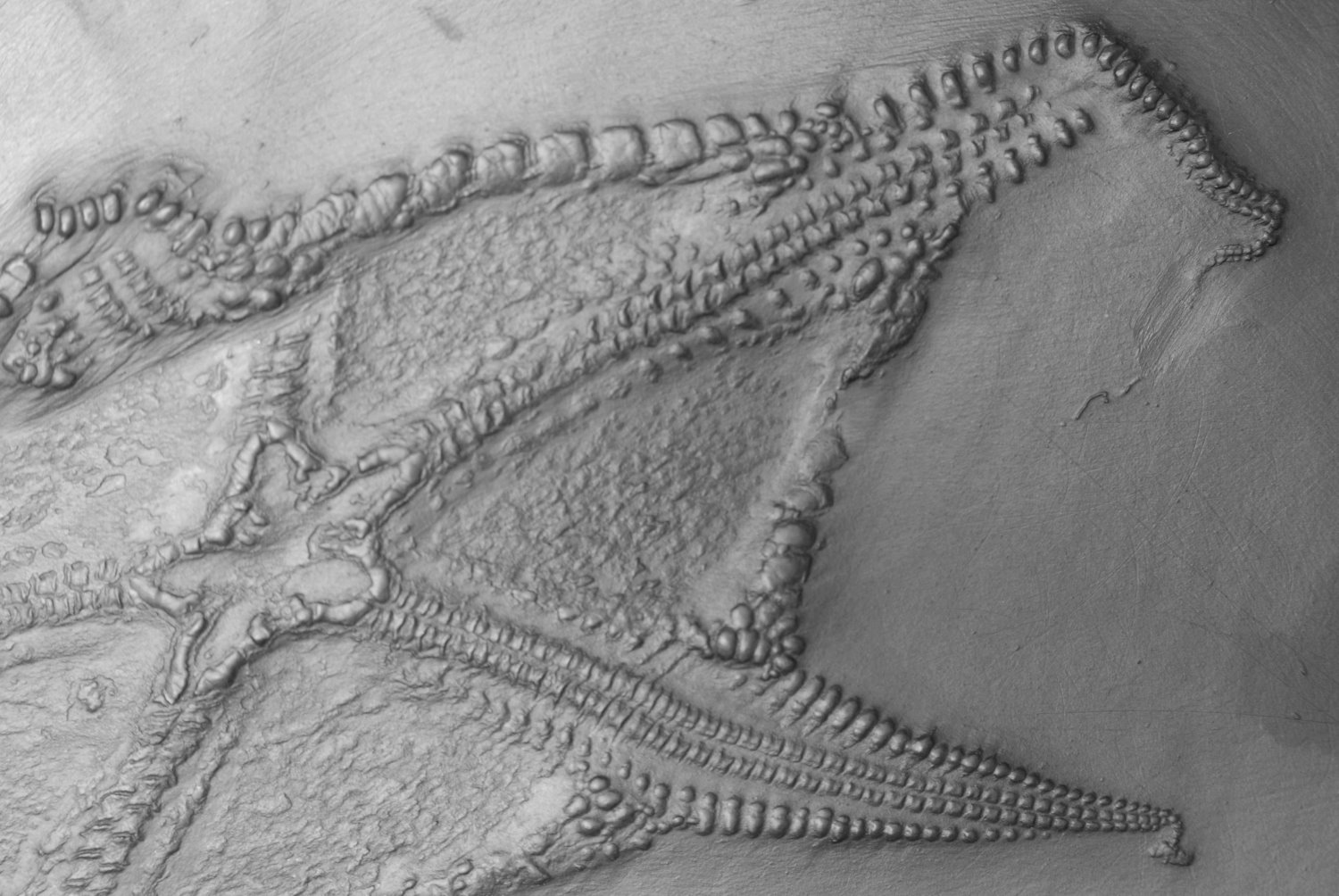 Euzonosoma_tischbeinianum_Bundenbach_Detail