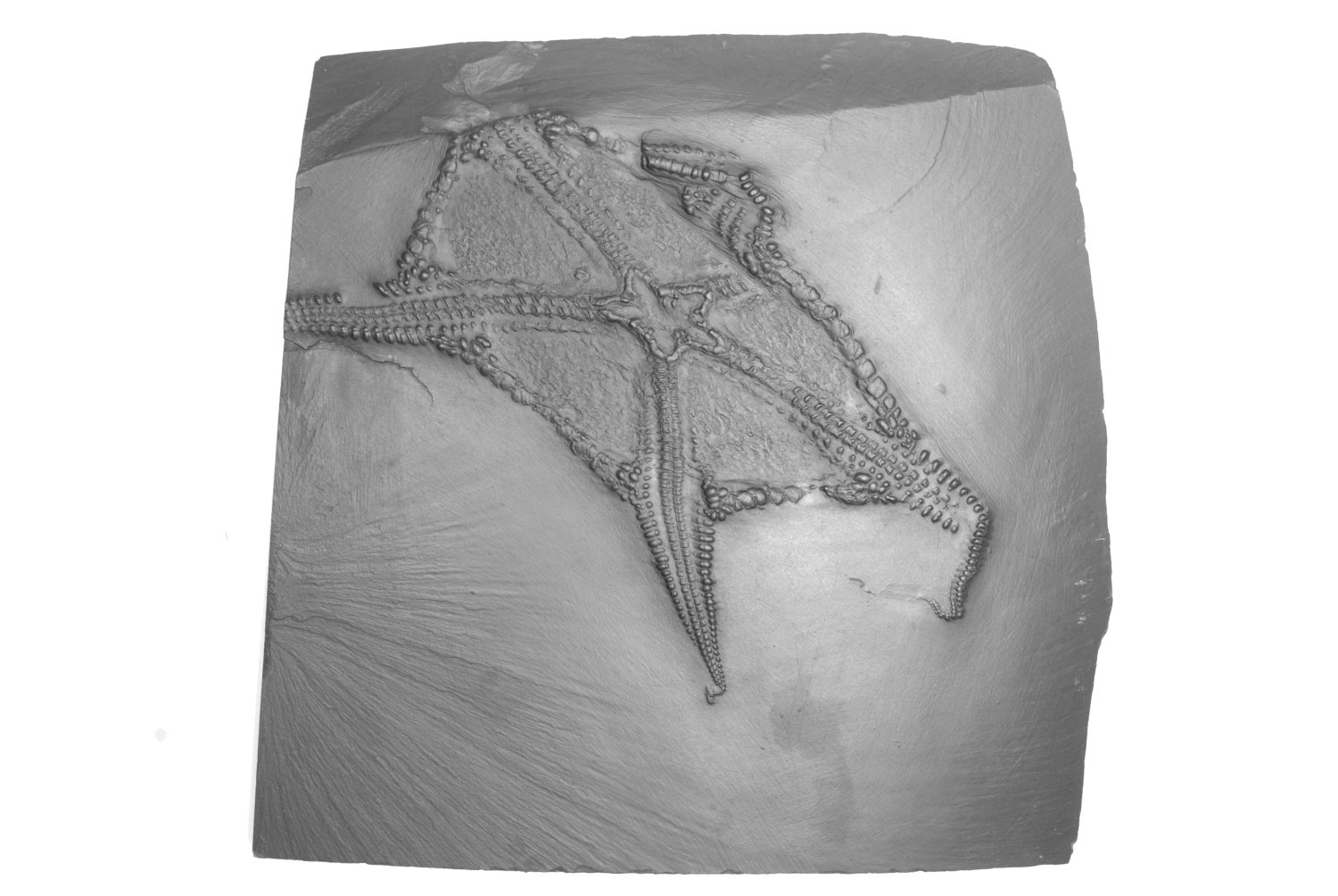 Euzonosoma_tischbeinianum_Bundenbach