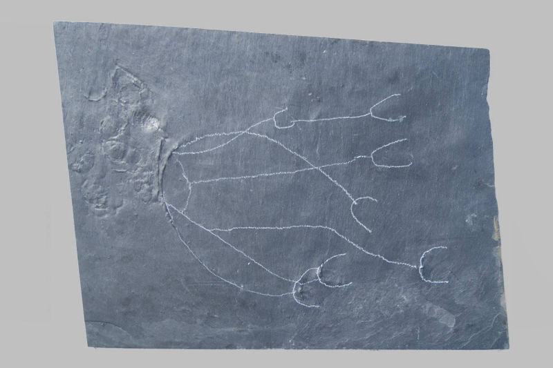 Taxocrinus stuertzi, Bundenbach