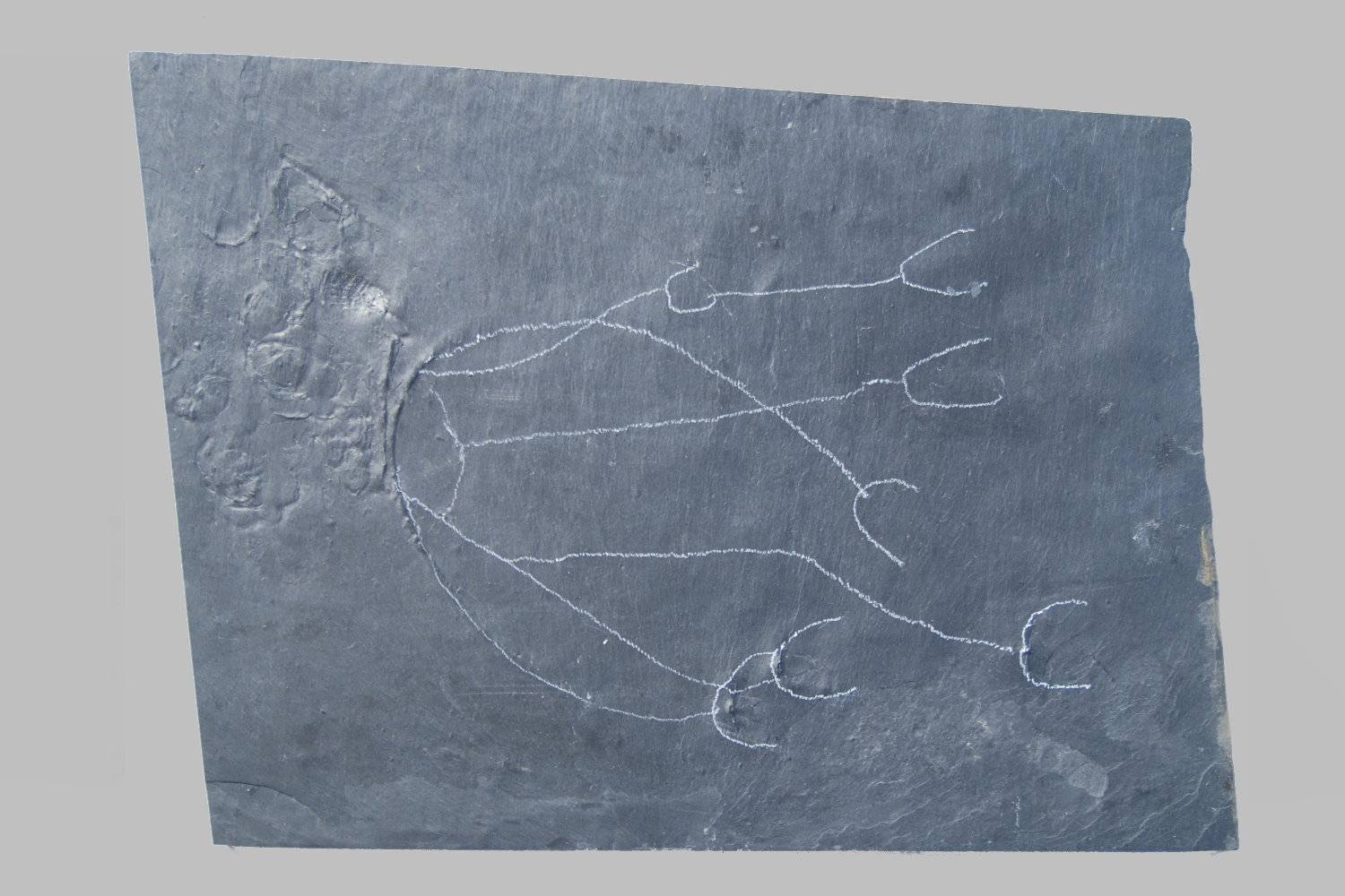 Taxocrinus stuertzi, Bundenbach