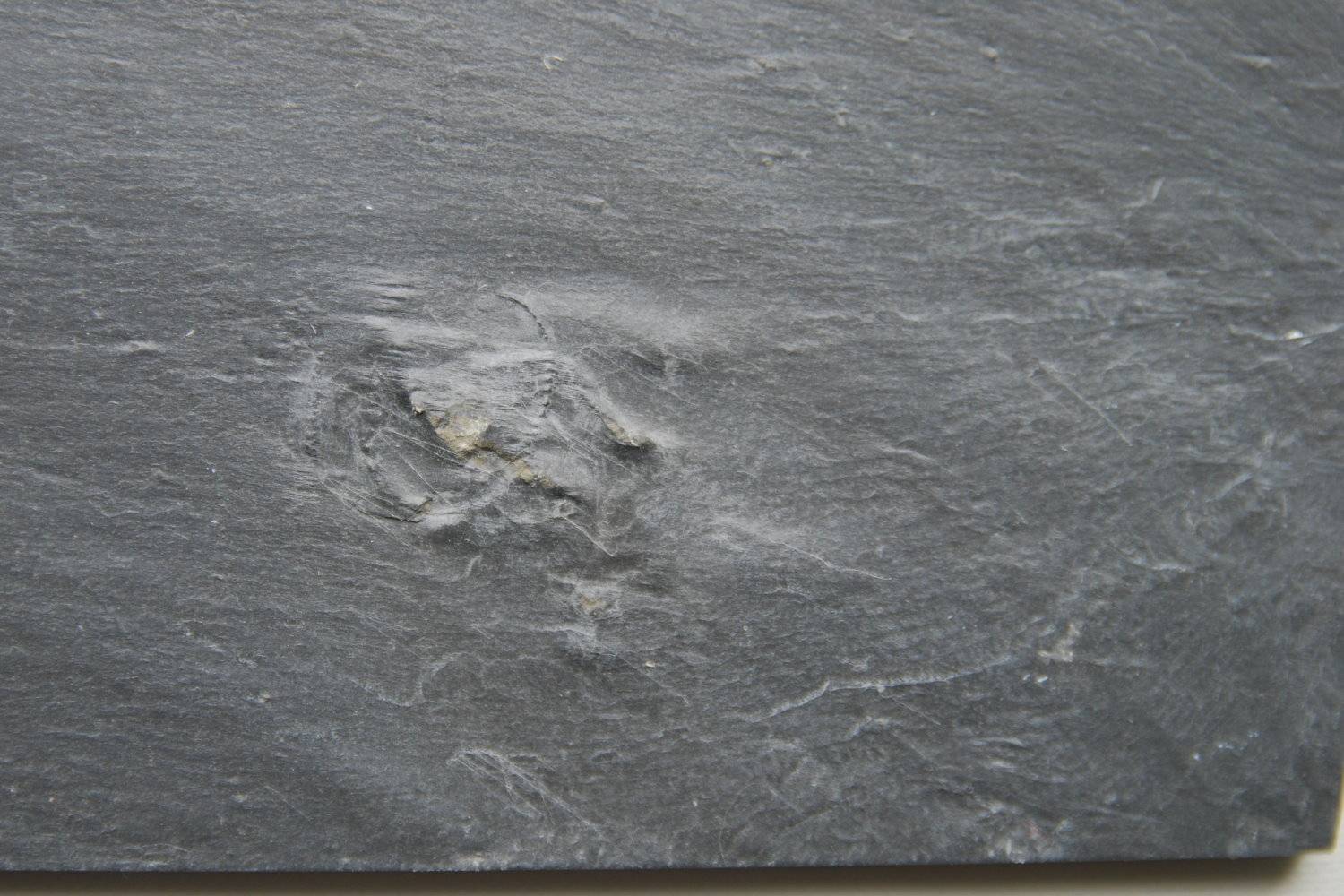 Regulaecystis pleurocystoides, Bundenbach