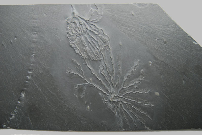 Taxocrinus stuertzi, Imitatocrinus gracilor; Bundenbach