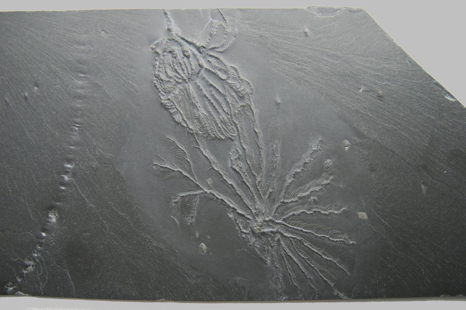 Taxocrinus stuertzi, Imitatocrinus gracilor; Bundenbach