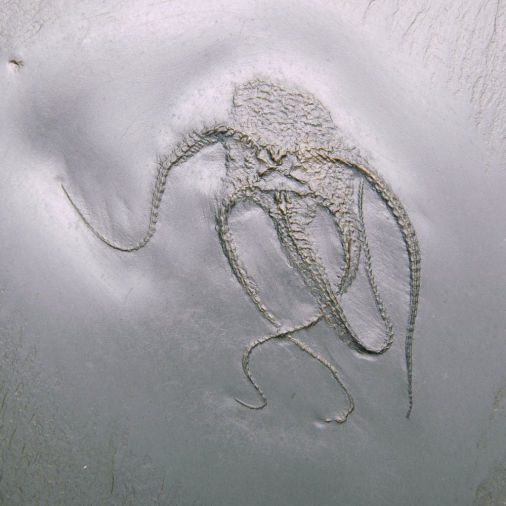 Bundenbachia beneckei, Bundenbach