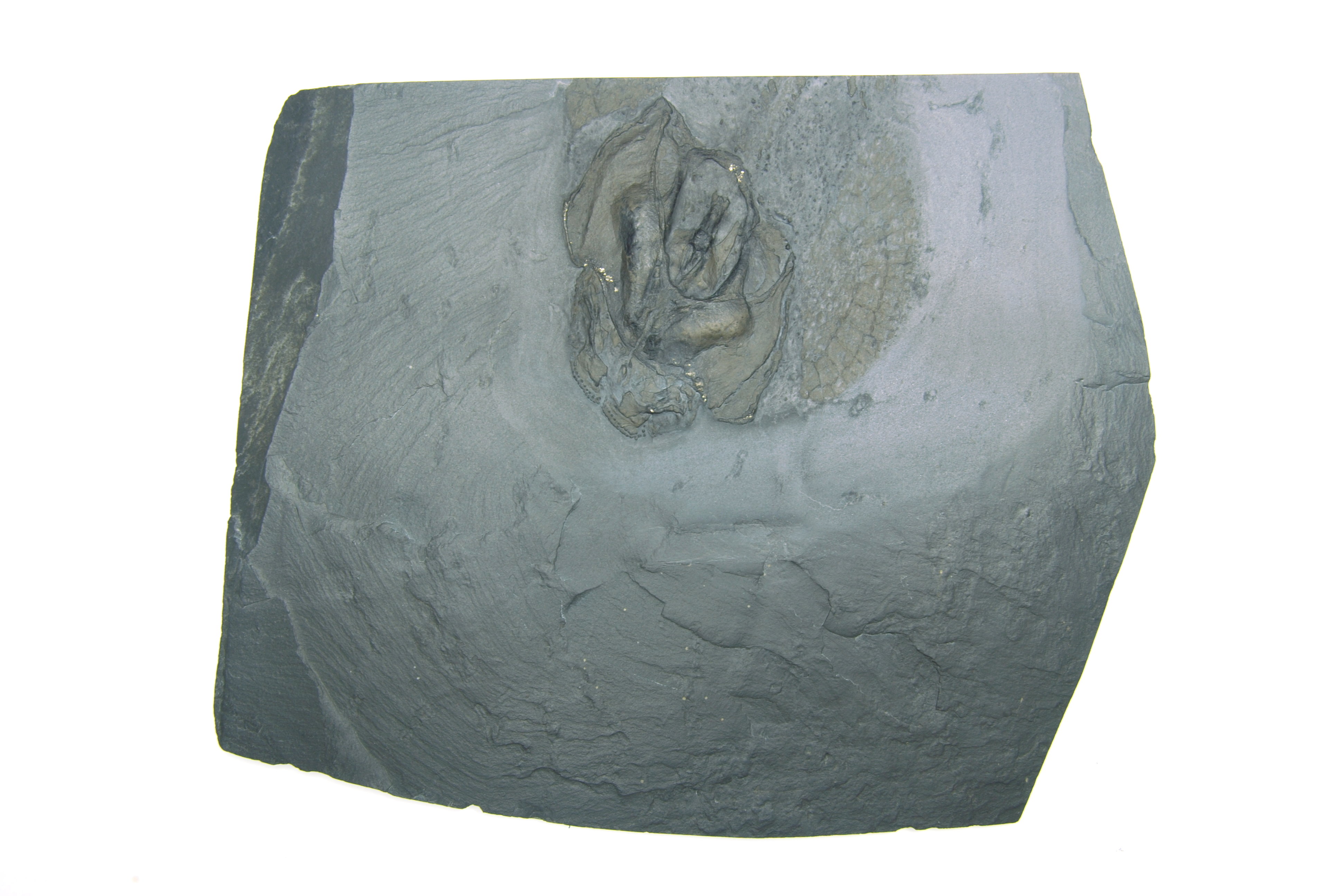 Gemuendina_stuertzi_Bundenbach