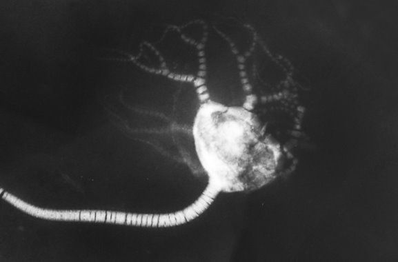 Codiacrinus schultzei xray Codiacrinus schultzei_xray