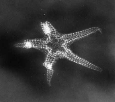 Baliactis X-ray Baliactis_xray