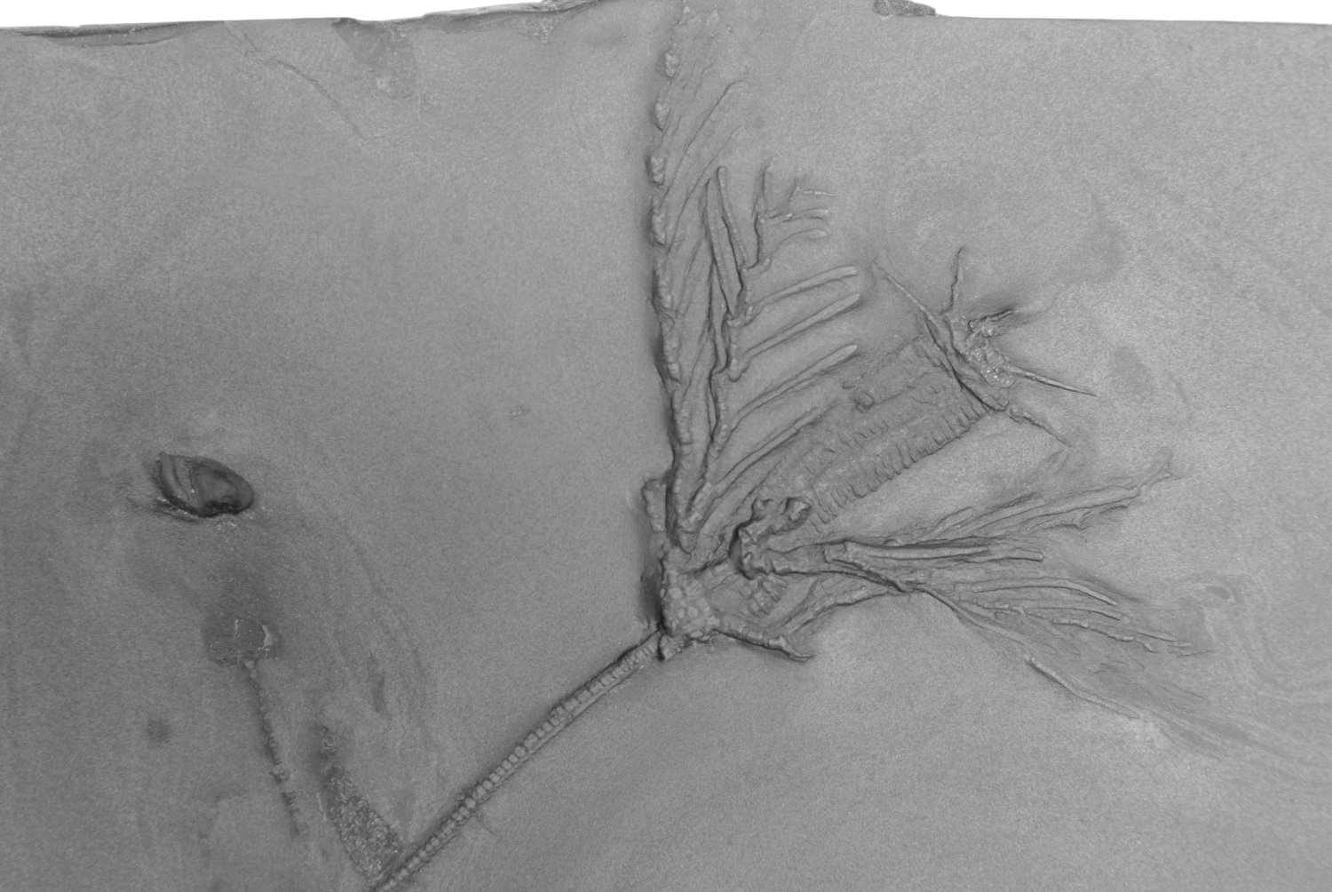 Bathericrinus hystrix; Bundenbach_Detail