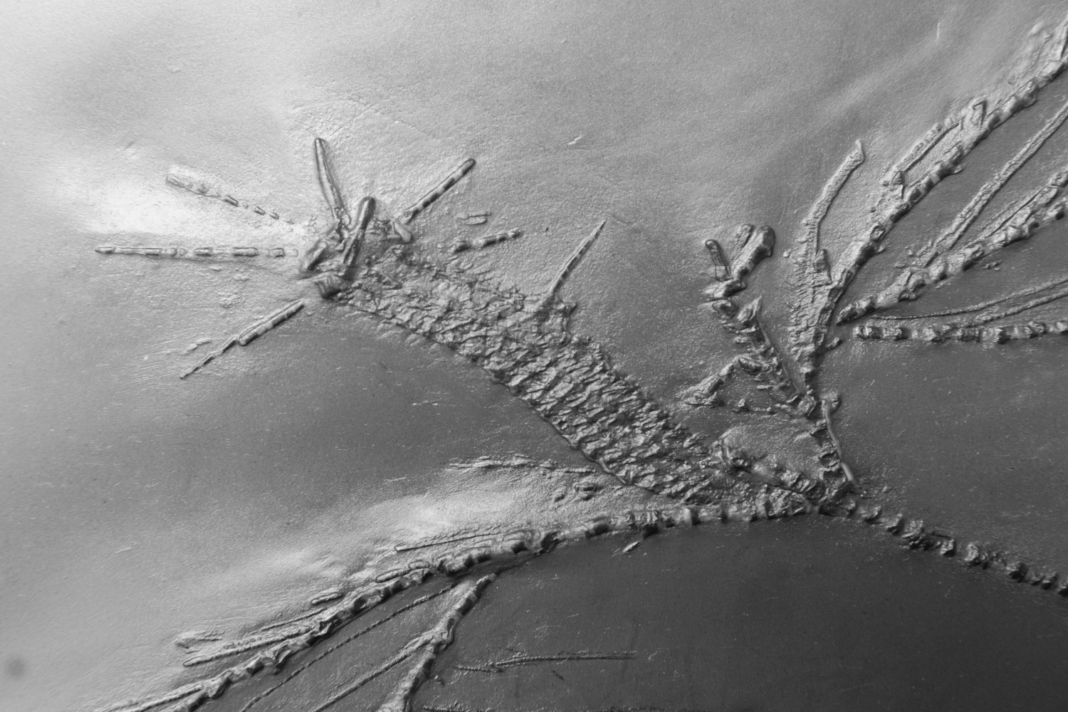 03_03_Bathericrinus hystrix; Bundenbach_Detail