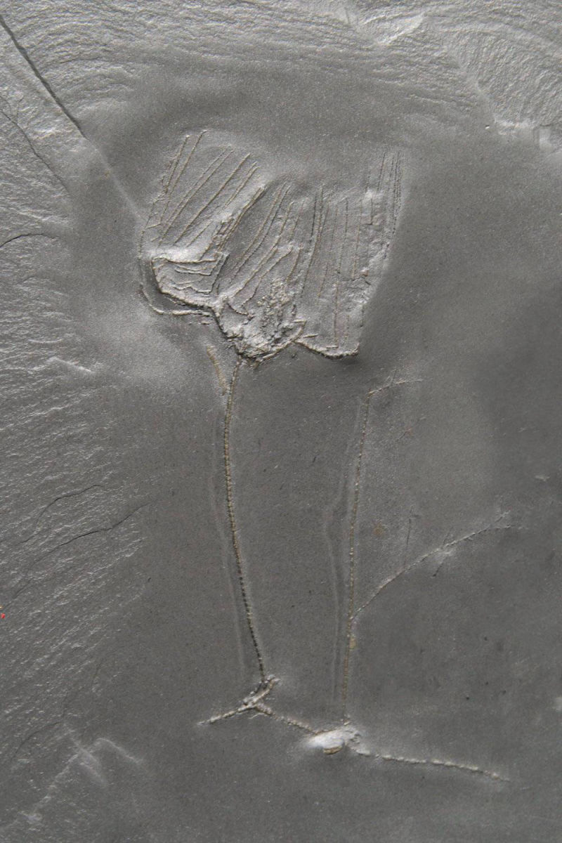 Rhadinocrinus dactylus, Bundenbach