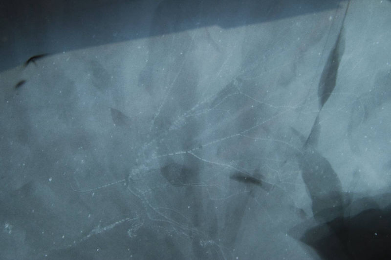 Follicrinus grebei, Bundenbach