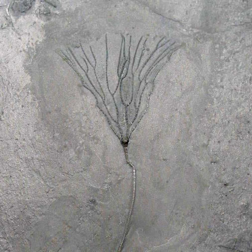 Bactrocrinites jaekeli, Bundenbach