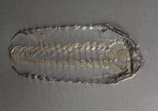 Chotecops ferdinandi, Bundenbach