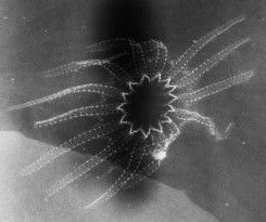 Helianthaster rhenanus x-ray Helianthaster_rhenanus_x-ray