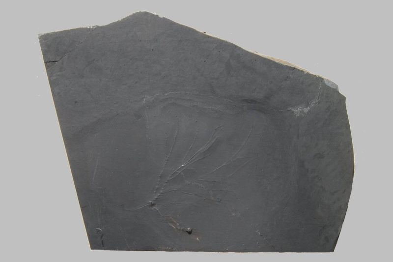 Follicrinus grebei, Bundenbach