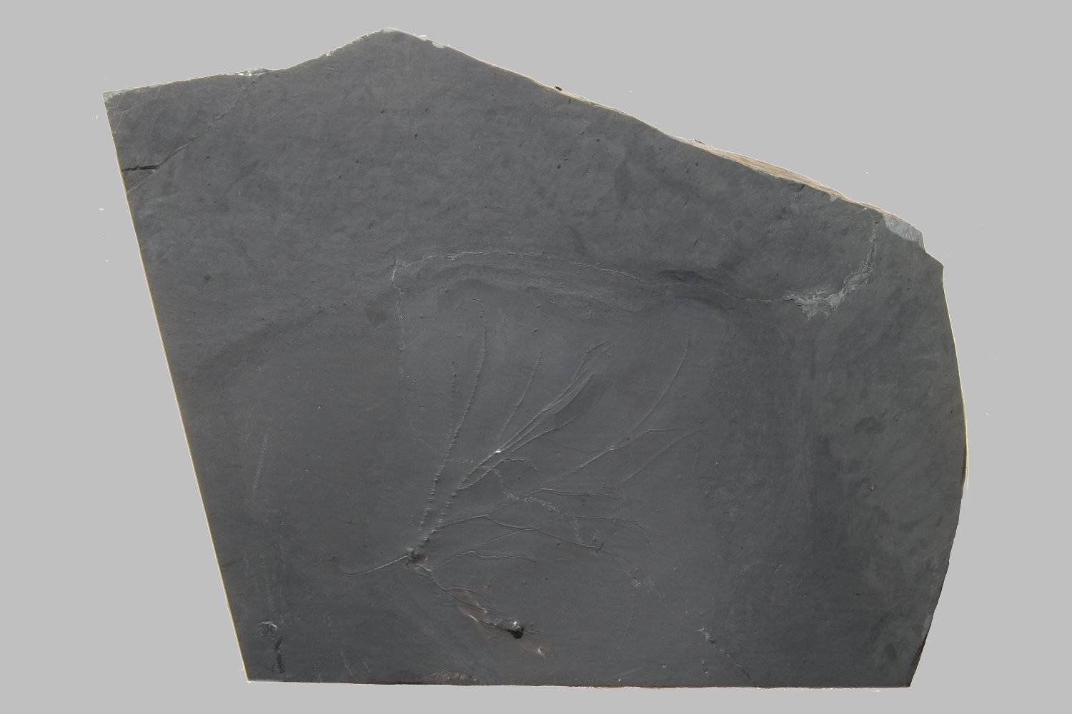 Follicrinus grebei, Bundenbach