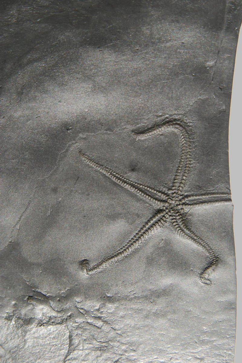 Rhadinocrinus dactylus, Bundenbach