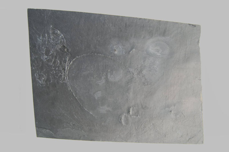 Taxocrinus stuertzi, Bundenbach