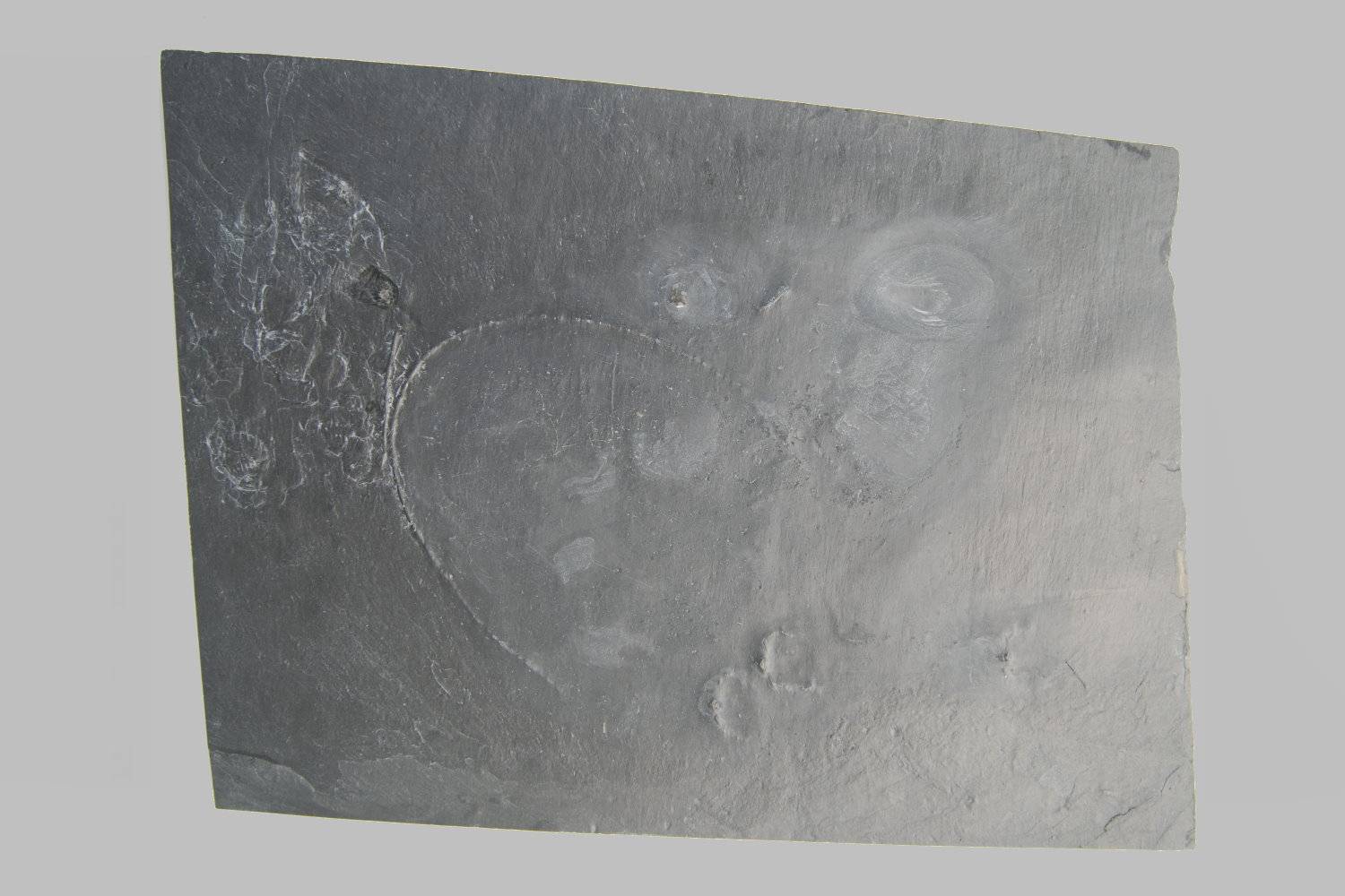 Taxocrinus stuertzi, Bundenbach