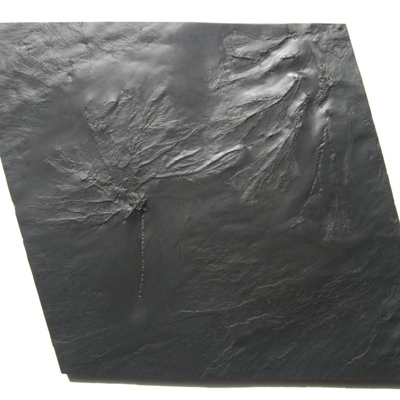 Hapalocrinus sp., Gastrocrinus giganteus; Bundenbach