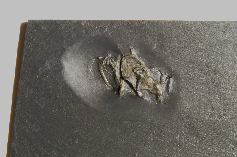 Regulaecystis pleurocystoides, Bundenbach