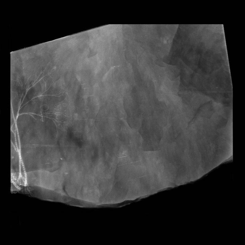 Gastrocrinus giganteus, Bundenbach