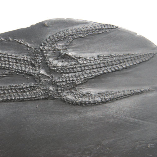 Echinasterella sladeni, Bundenbach