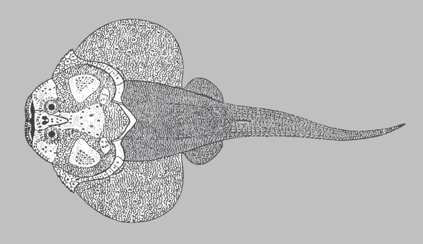 Gemuendina_stuertzi_scetch