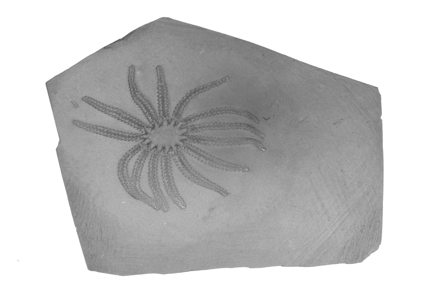 Medusaster_rhenanus_Bundenbach