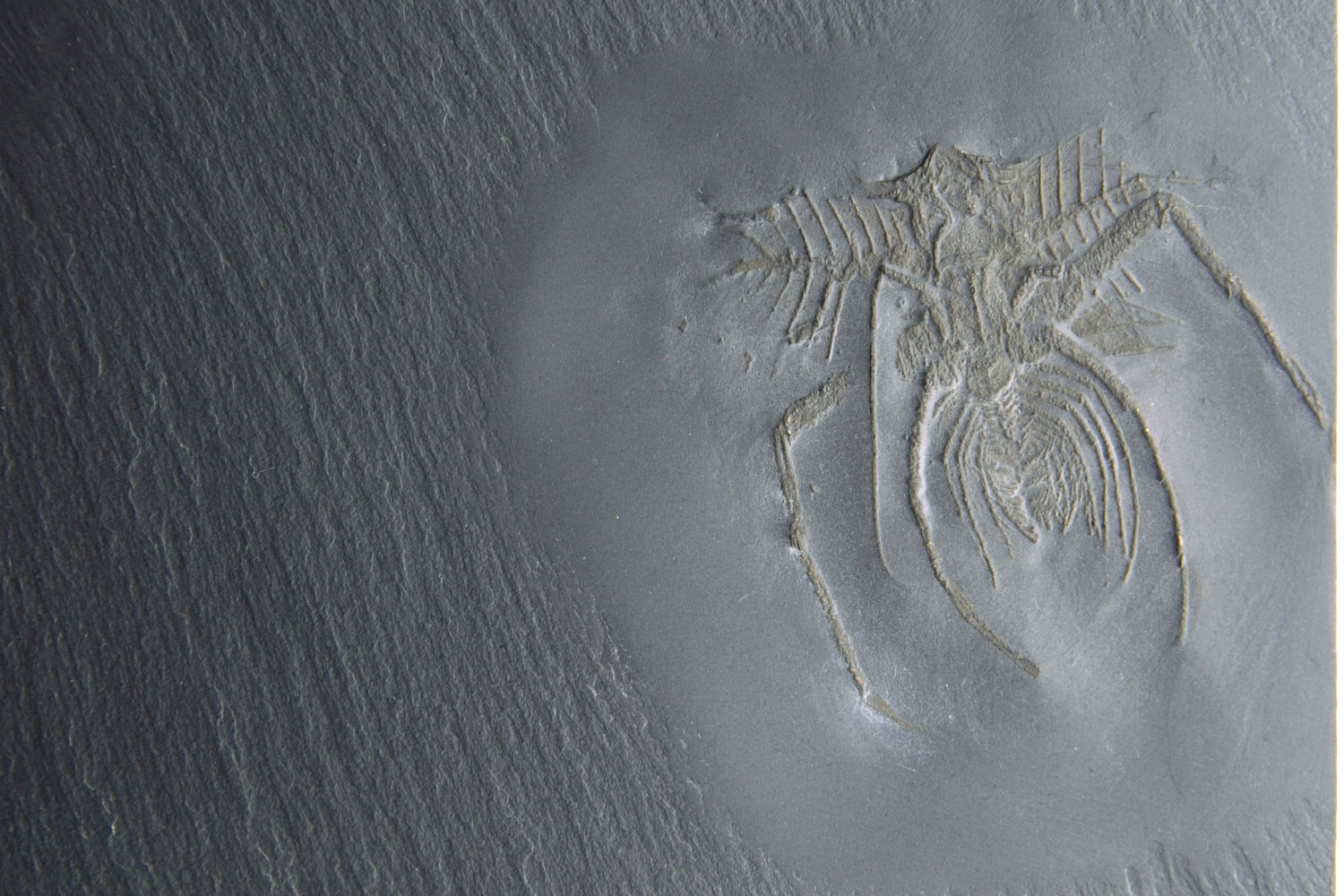 Mimetaster_hexagonalis_Bundenbach