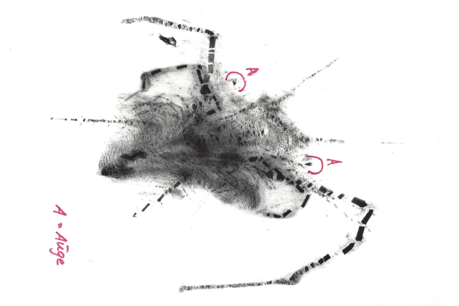 Mimetaster_hexagonalis_Bundenbach_Stürmer_X-ray