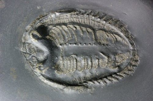 Rhenopsps_Bundenbach Rhenops_Bundenbach