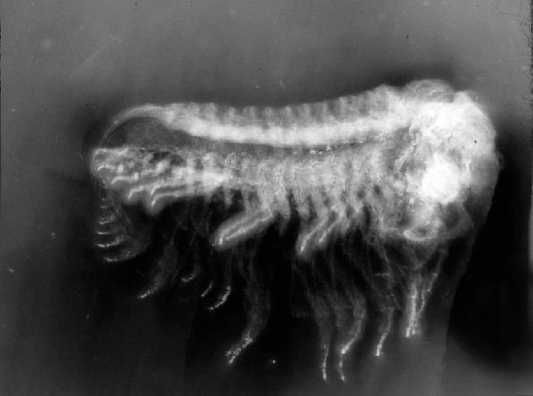 Phacops ferdinandi X-Ray Phacops_ferdinandi_X-Ray