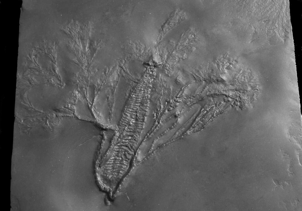 Gastrocrinus giganteus; Bundenbach