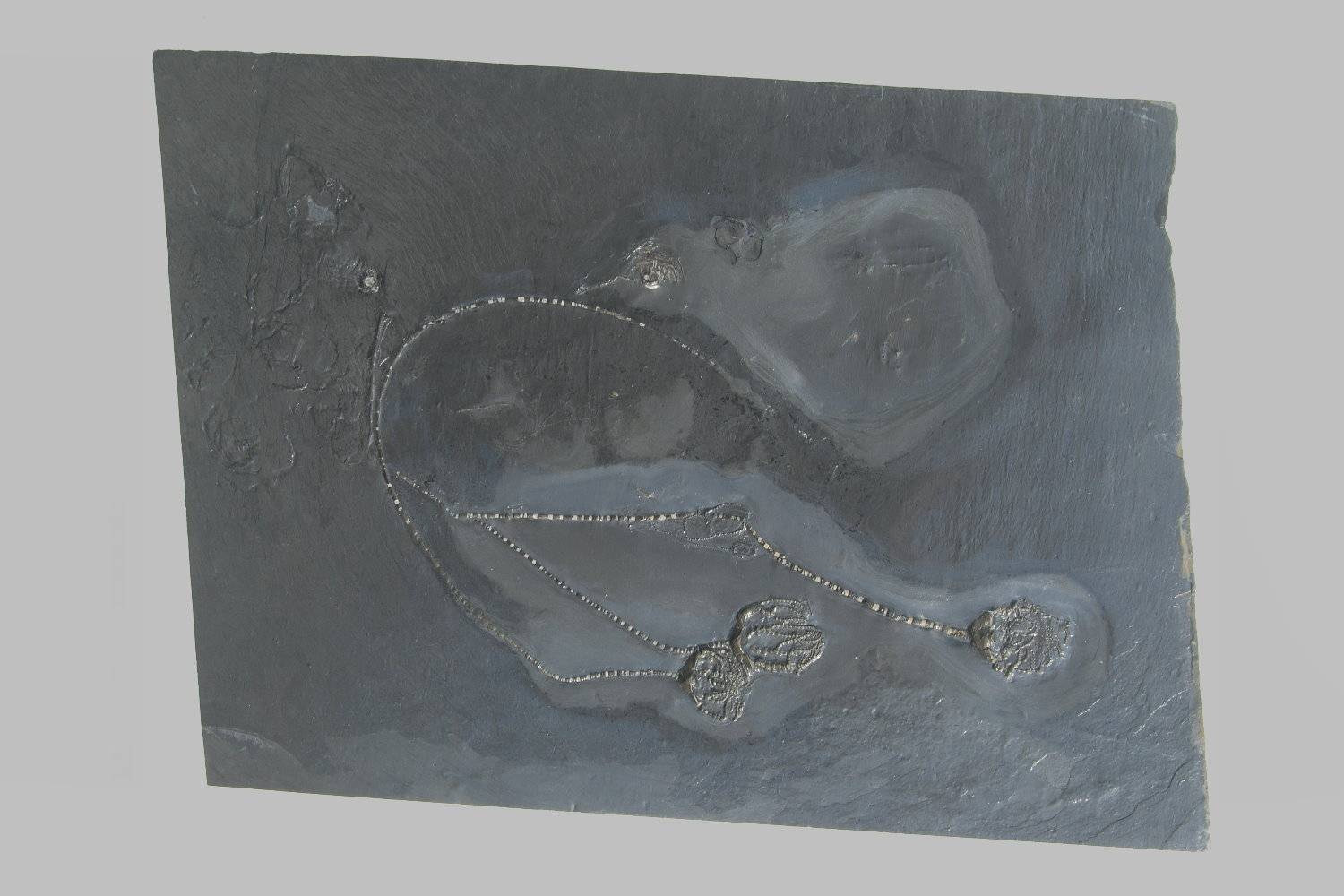 Taxocrinus stuertzi, Bundenbach