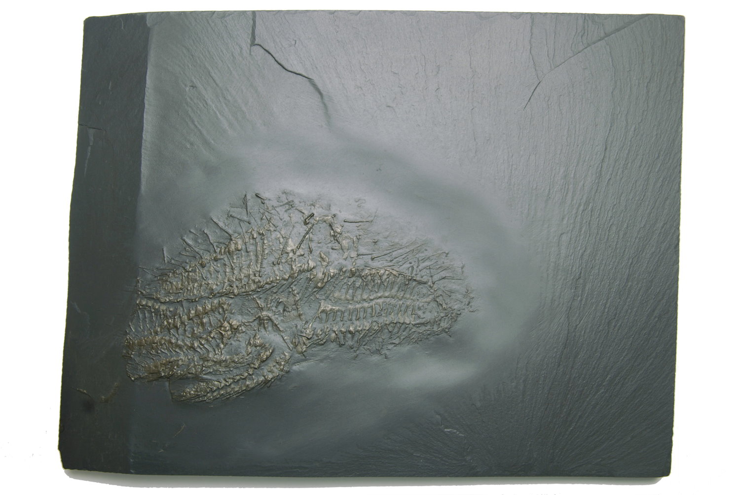 Hystrigaster_horridus_Bundenbach