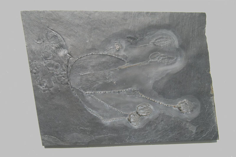 Taxocrinus stuertzi, Bundenbach