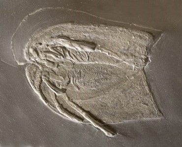 Vachonisia_Bundenbach Vachonisia_Bundenbach