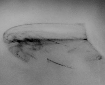 Vachonisia x-ray Vachonisia_xray