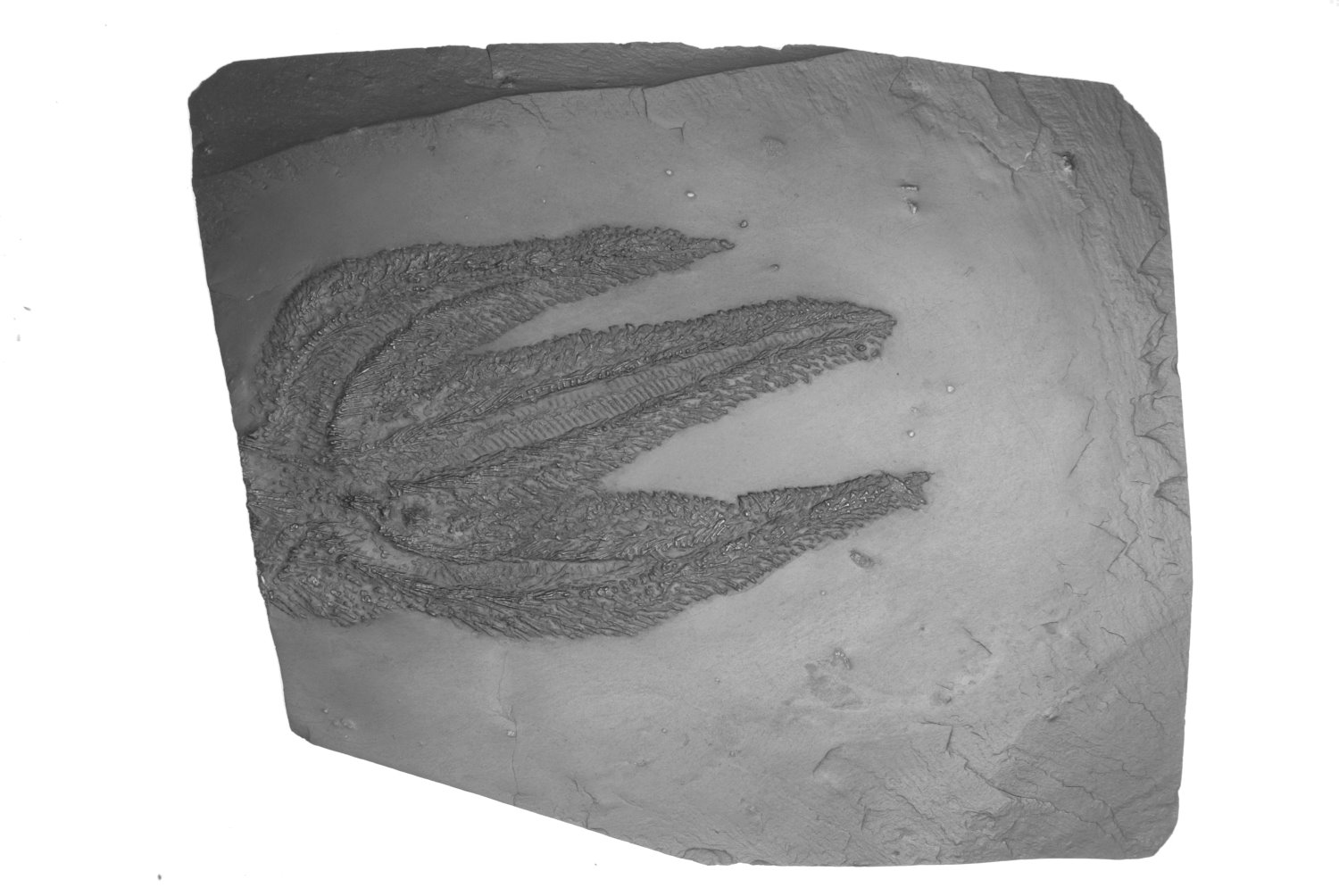 Jaekelaster_petaliformis_Bundenbach